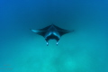   Diving Mantas 14mm Samyang AF Canon IV Hugyfot strobe no lamps.. lamps  
